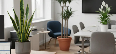 Vlnr Sanseveria, Drakenbloedboom, Vredeslelie